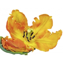 Wall art print and canvas. Krahmer, Parrot tulip close-up