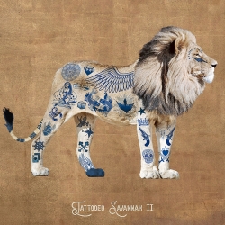 Wall art print and canvas of lion. Steven Hill, Savannah Tattoo II