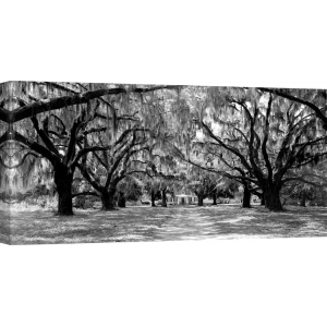 Wall art print and canvas. Avenue of oaks, South Carolina