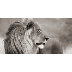 Leinwandbilder. Löwe in Namibia (BW)