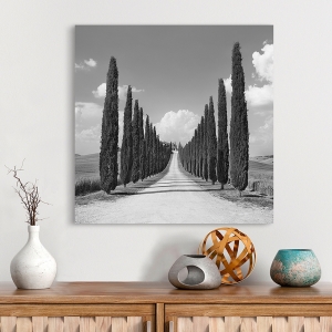 Wall Art Print and Canvas. Cypress alley, Tuscany (detail)