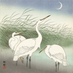 Japanese Art Print and Canvas. Ohara Koson, Herons in shallow water