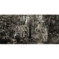 Bilder auf Leinwand. Bengalische Tiger (detail, BW)