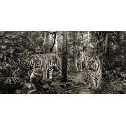 Wall Art Print and Canvas. Bengal Tigers (detail, BW)