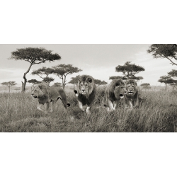 Bilder auf Leinwand. Löwen, Masai Mara, Kenya (detail)