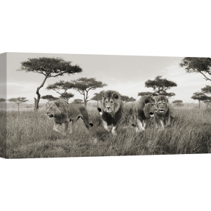 Cuadro de animales en canvas. Leones, Masai Mara, Kenya, detail