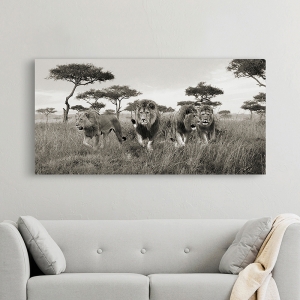Cuadro de animales en canvas. Leones, Masai Mara, Kenya, detail