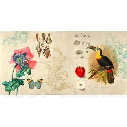 Vintage Wall Art Print and Canvas. Cabinet of Curiosities II