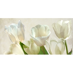 Bilder auf Leinwand Blumen. Luca Villa, Weiße Tulpen (Detail)