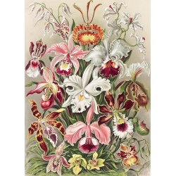 Quadro botanica, stampa su tela. Ernst Haeckel, Orchidaeacae
