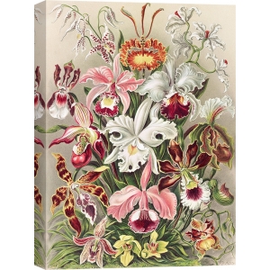 Cuadro botanica en canvas. Haeckel Ernst , Orchidaeacae
