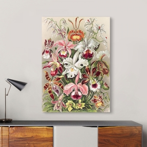 Wall Art Print and Canvas. Ernst Haeckel, Orchidaeacae (Orchids)