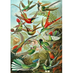 Wall Art Print and Canvas. Ernst Haeckel, Trochilidae Birds