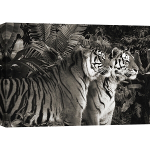Quadro animali, stampa su tela. Due Tigri del Bengala (BW)