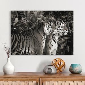 Quadro animali, stampa su tela. Due Tigri del Bengala (BW)