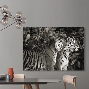 Tableau sur toile. Deux tigres du Bengale, bw