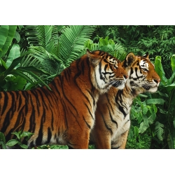 Quadro animali, stampa su tela. Due Tigri del Bengala