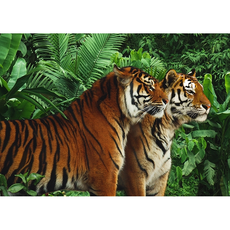 Tableau sur toile. Deux tigres du Bengale