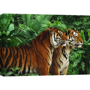 Cuadro de animales en canvas. Dos tigres de bengala