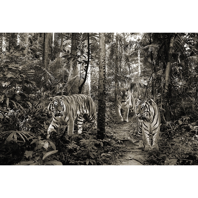 Cuadro de animales en canvas. Tigres de Bengala, BW