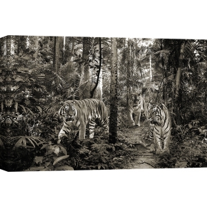 Wall Art Print and Canvas. Bengal Tigers (BW)