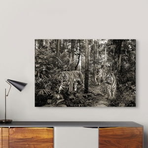 Wall Art Print and Canvas. Bengal Tigers (BW)