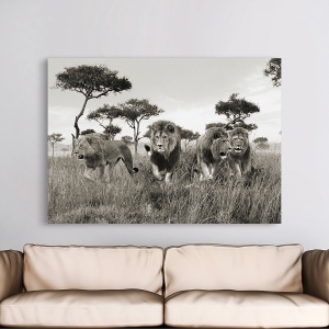 Quadro con leone, stampa su tela. Brothers, Masai Mara