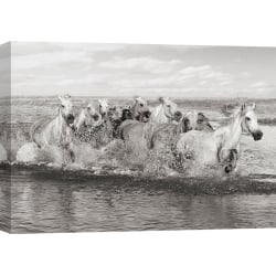 Wall Art Print and Canvas. A Herd of Horses, Camargue