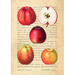 Bilder auf Leinwand mit Küchenmotiven. Äpfel (After Redouté)