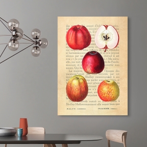 Kitchen Wall Art Print and Canvas. Apples (After Redouté)