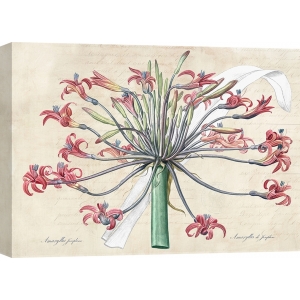 Botanic Wall Art Print and Canvas. Josephine's lily (After Redouté)