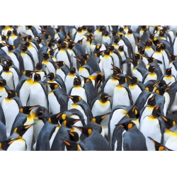 Cuadro en canvas. Colonia de pingüinos rey, Antártida