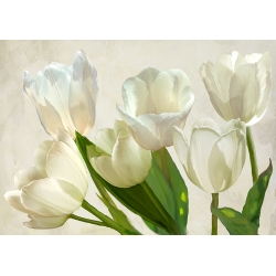 Bilder auf Leinwand Blumen. Luca Villa, Weiße Tulpen