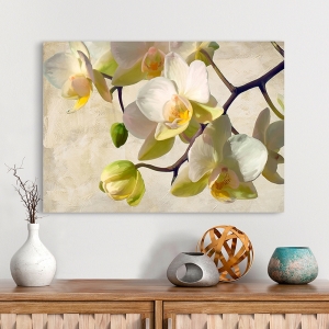 Bilder auf Leinwand Blumen. Luca Villa, Orchidee in der Sonne