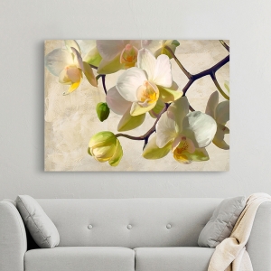 Modern flower wall Art Print and Canvas. Orchid in the sun