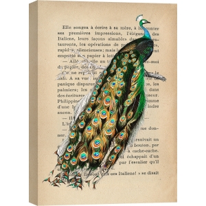 Vintage Wall Art Print and Canvas with Birds. Indian peacock