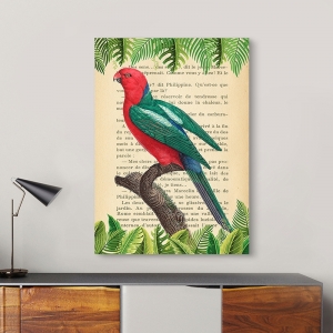 Vintage Wall Art Print and Canvas with Birds. Australian king parrot