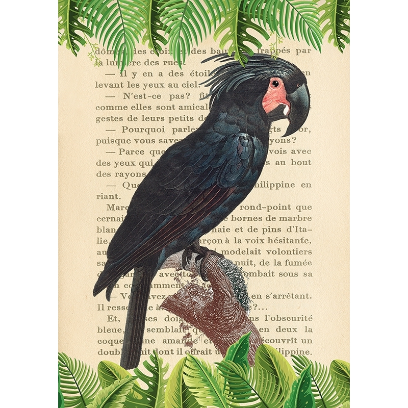Vintage Wall Art Print and Canvas with Birds. The Palm Cockatoo