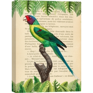 Vintage Wall Art Print and Canvas with Birds. Plum-Headed Parrot