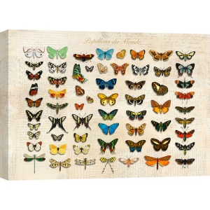Cuadro en canvas. Mariposas del mundo, después de D'Orbigny