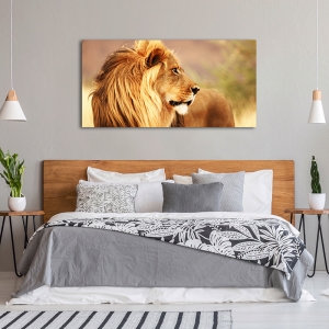 Wall art print and canvas. Anonymous, Male lion, Namibia (detail)