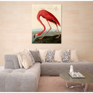 Leinwandbilder. John James Audubon, American Red Flamingo
