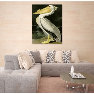 Leinwandbilder. John James Audubon, American White Pelican