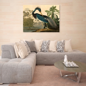 Wall art print and canvas. John James Audubon, Louisiana Heron
