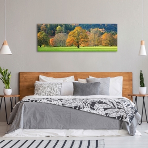 Wall art print and canvas. Mixed trees in autumn colour, Scotland