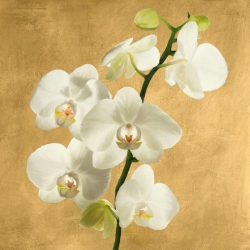 Tableau fleurs modernes. Antinori, Orchidées sur fond doré II