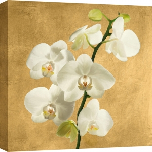 Tableau fleurs modernes. Antinori, Orchidées sur fond doré II