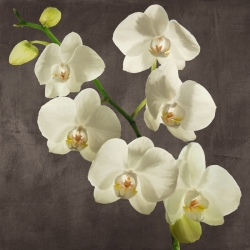 Flowers on canvas. Orchids on a Grey Background I
