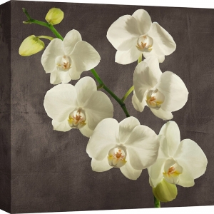 Quadro su tela fiori. Orchidee su fondo grigio I