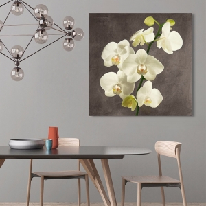 Cuadros en lienzo. Andrea Antinori, Orquídeas en fondo gris II